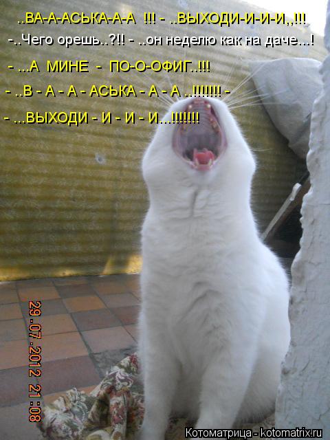 Котоматрица: ..ВА-А-АСЬКА-А-А  !!! - ..ВЫХОДИ-И-И-И,,!!! -..Чего орешь..?!! - ..он неделю как на даче...! - ...А  МИНЕ  -  ПО-О-ОФИГ..!!!  - ..В - А - А - АСЬКА - А - А ..!!!!!!! -  - ...ВЫХОДИ -