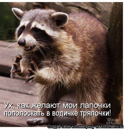 Котоматрица: Ух, как желают мои лапочки пополоскать в водичке тряпочки!