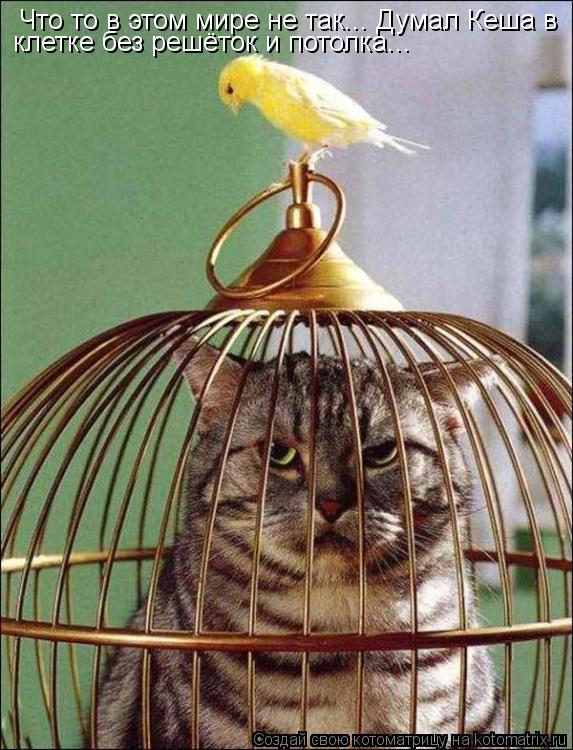 Что то в этом мире не так... Думал Кеша в клетке без решёток и потолка...... Котоматрица: Что то в этом мире не так... Думал Кеша в клетке без решёток и потолка...