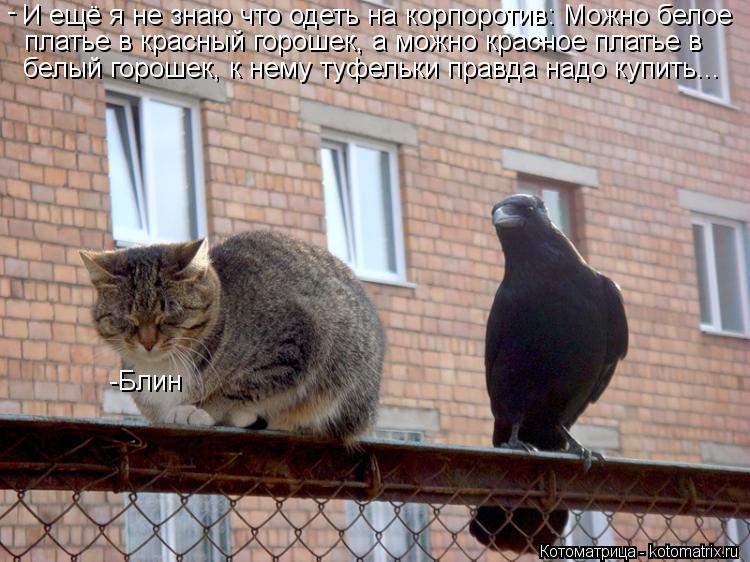 И ещё я не знаю что одеть на корпоротив: Можно белое - платье в красный горошек, а можно красное пла... Котоматрица: И ещё я не знаю что одеть на корпоротив: Можно белое - платье в красный горошек, а можно красное платье в белый горошек, к нему туфельки прав