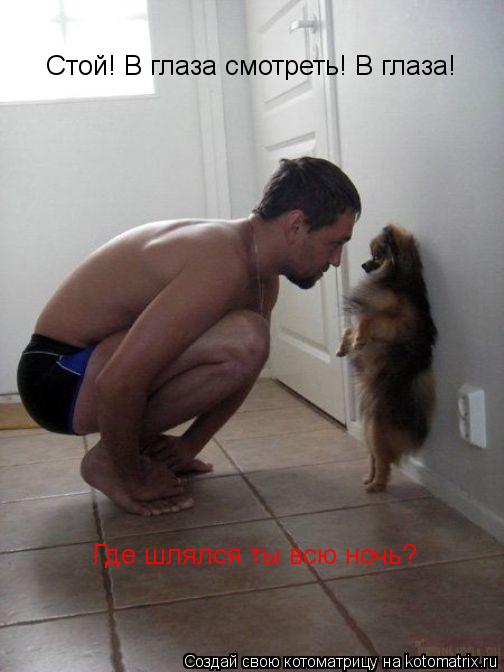 Котоматрица: Стой! В глаза смотреть! В глаза!  Где шлялся ты всю ночь?