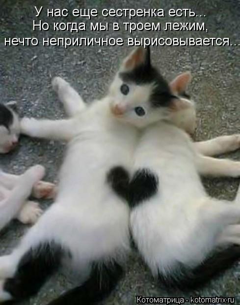 У нас еще сестренка есть... нечто неприличное вырисовывается... Но когда мы в троем лежим,... Котоматрица: У нас еще сестренка есть... нечто неприличное вырисовывается... Но когда мы в троем лежим,