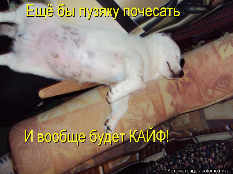 Ещё бы пузяку почесать И вообще будет КАЙФ!... Котоматрица: Ещё бы пузяку почесать И вообще будет КАЙФ!