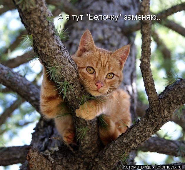 А я тут "Белочку" заменяю...... Котоматрица: А я тут "Белочку" заменяю...