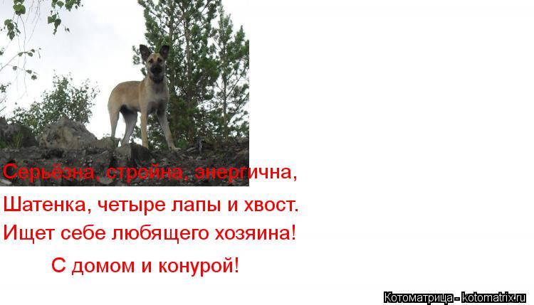 Котоматрица: Серьёзна, стройна, энергична,  Шатенка, четыре лапы и хвост.  Ищет себе любящего хозяина! С домом и конурой!