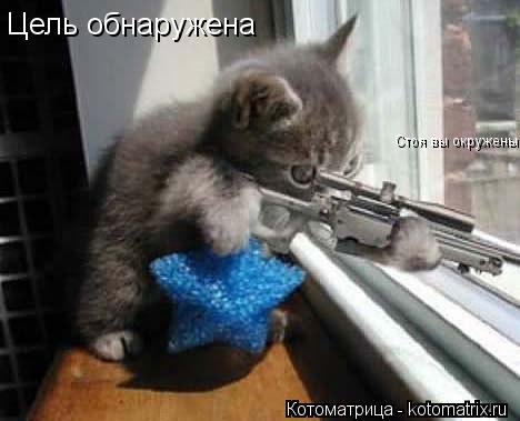 Котоматрица: Цель обнаружена  Стоя вы окружены