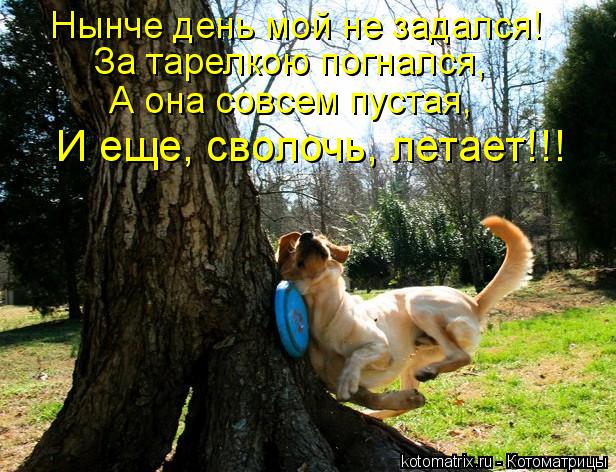 Котоматрица: Нынче день мой не задался! За тарелкою погнался, А она совсем пустая, И еще, сволочь, летает!!!