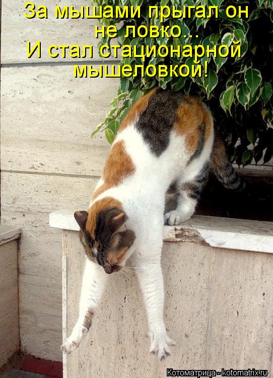 Котоматрица: За мышами прыгал он  не ловко... И стал стационарной мышеловкой!