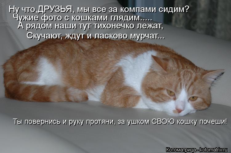 Котоматрица: Ну что,ДРУЗЬЯ, мы все за компами сидим? Чужие фото с кошками глядим..... А рядом наши тут тихонечко лежат, Скучают, ждут и ласково мурчат... Ты по