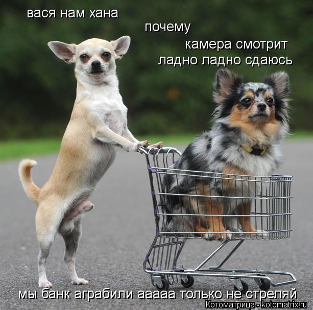 Котоматрица: почему  камера смотрит вася нам хана ладно ладно сдаюсь мы банк аграбили ааааа только не стреляй