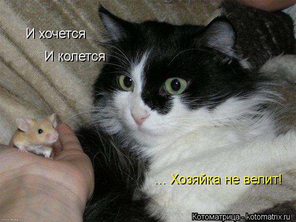 Котоматрица: И хочется И колется ... Хозяйка не велит!