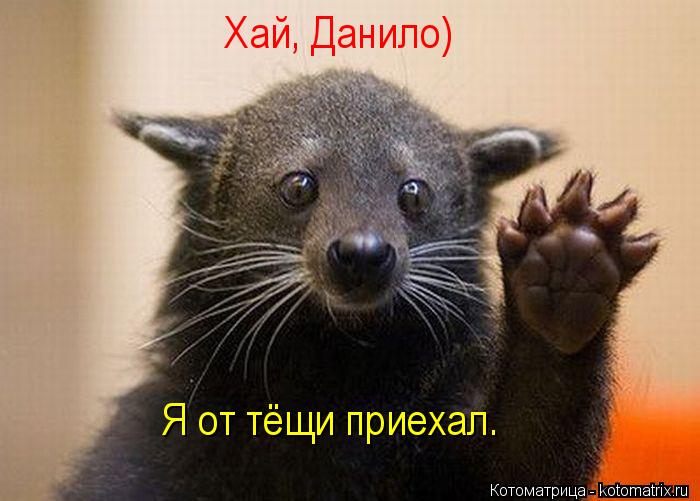 Котоматрица: Хай, Данило) Я от тёщи приехал.