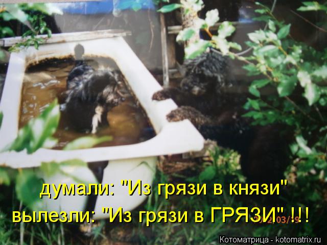 Котоматрица: думали: "Из грязи в князи" вылезли: "Из грязи в ГРЯЗИ" !!!