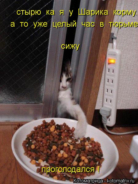 стырю ка я у Шарика корму. сижу проголодался а то уже целый час в тюрьме сижу... !... Котоматрица: стырю ка я у Шарика корму. сижу проголодался а то уже целый час в тюрьме сижу... !