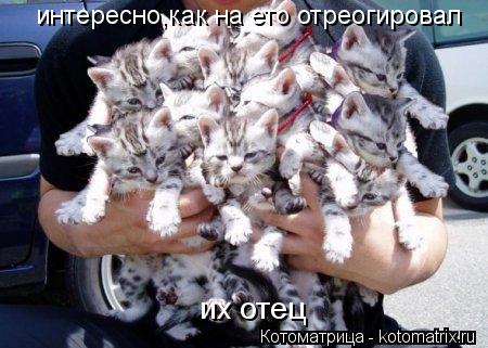 Котоматрица: интересно,как на ето отреогировал  их отец