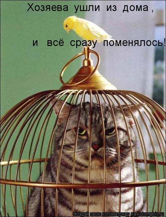 Хозяева ушли из дома , и всё сразу поменялось!... Котоматрица: Хозяева ушли из дома , и всё сразу поменялось!
