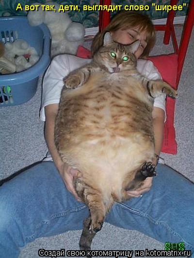 Котоматрица: А вот так, дети, выглядит слово "ширее"