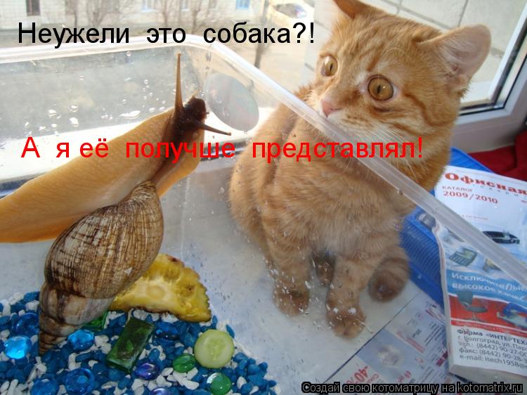 Неужели это собака?! А я её получше представлял!... Котоматрица: Неужели это собака?! А я её получше представлял!