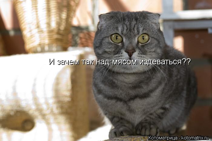 И зачем так над мясом издеваться??... Котоматрица: И зачем так над мясом издеваться??