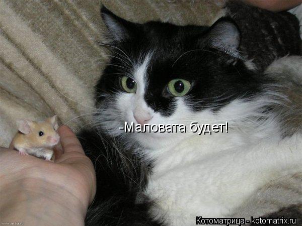 -Маловата будет!... Котоматрица: -Маловата будет!