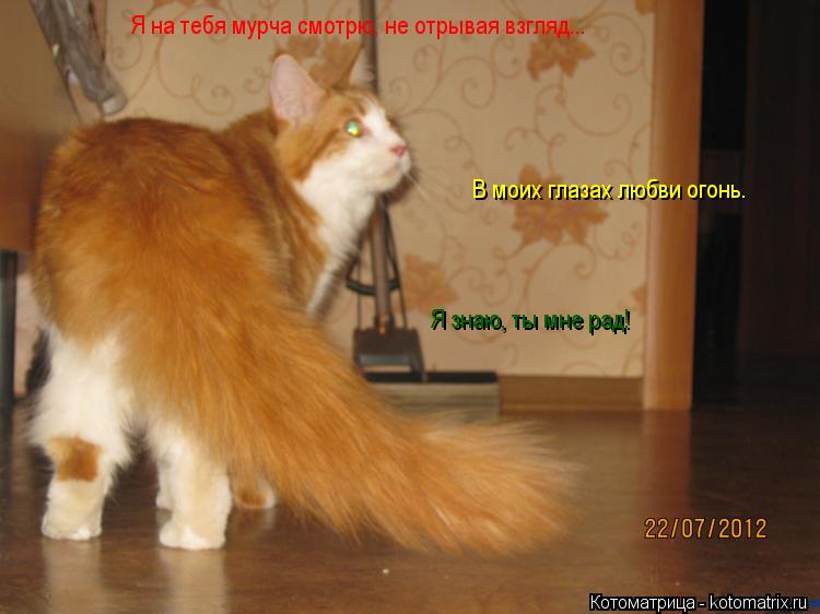 Котоматрица: Я знаю, ты мне рад! В моих глазах любви огонь. Я на тебя мурча смотрю, не отрывая взгляд...