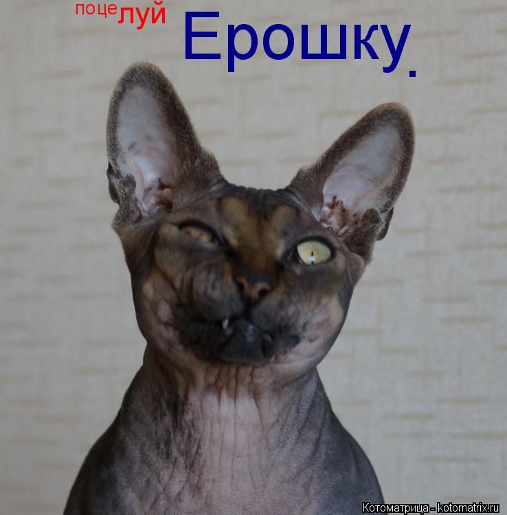 по це луй Ерошку .... Котоматрица: по це луй Ерошку .