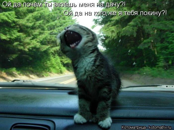Котоматрица: Ой да почём ты везёшь меня на дачу?! Ой да на кого же я тебя покину?!