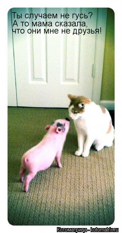 Котоматрица: Ты случаем не гусь? А то мама сказала, что они мне не друзья!