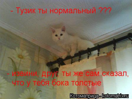 Котоматрица: - Тузик ты нормальный ??? - извини, друг, ты же сам сказал, что у тебя бока толстые