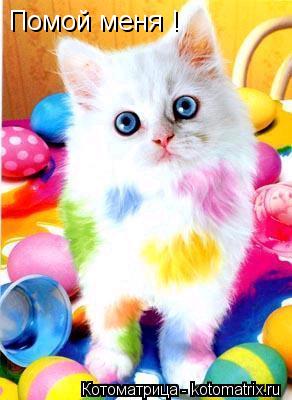 Котоматрица: Помой меня !
