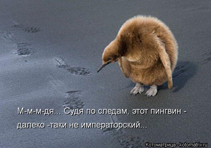 Котоматрица: М-м-м-дя... Судя по следам, этот пингвин - далеко -таки не императорский...