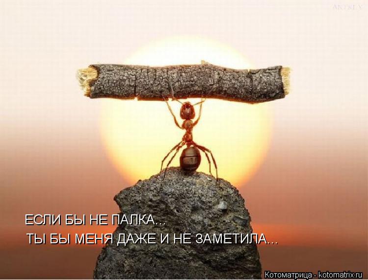Котоматрица: ЕСЛИ БЫ НЕ ПАЛКА... ТЫ БЫ МЕНЯ ДАЖЕ И НЕ ЗАМЕТИЛА...