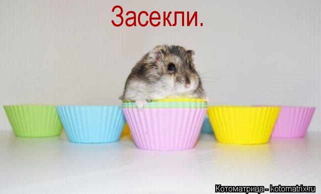 Котоматрица: Засекли.