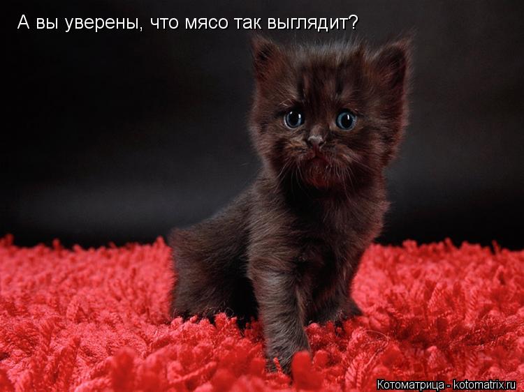 Котоматрица: А вы уверены, что мясо так выглядит?