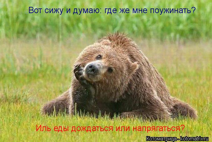 Котоматрица: Вот сижу и думаю: где же мне поужинать? Иль еды дождаться или напрягаться?