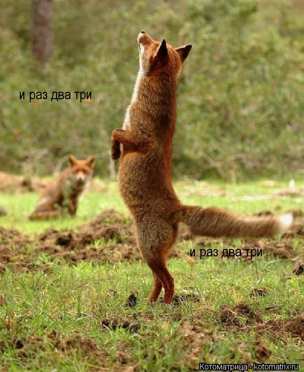 и раз два три и раз два три... Котоматрица: и раз два три и раз два три