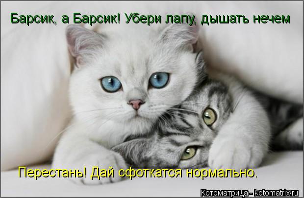 Котоматрица: Барсик, а Барсик! Убери лапу, дышать нечем Перестань! Дай сфоткатся нормально.