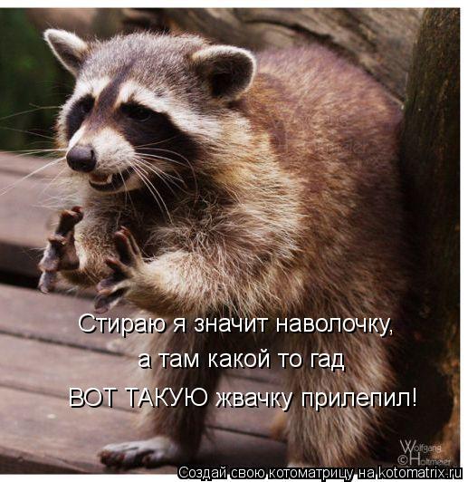 Котоматрица: Стираю я значит наволочку, а там какой то гад  ВОТ ТАКУЮ жвачку прилепил!