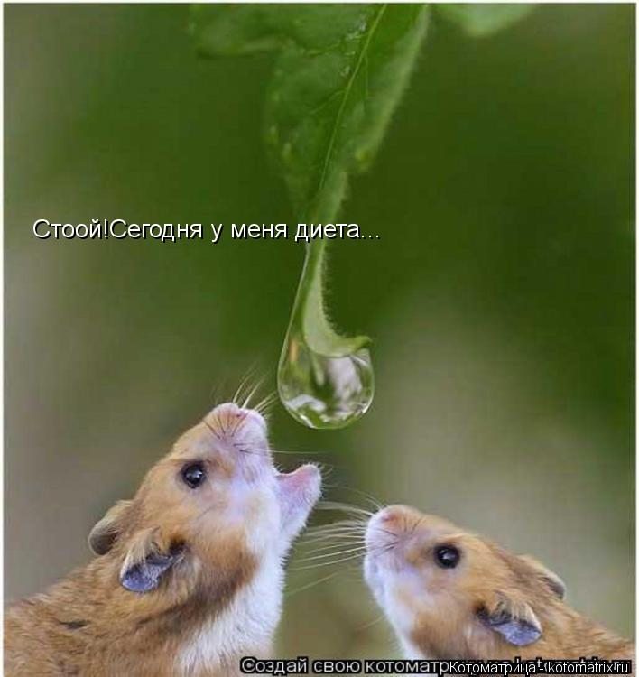 Стоой!Сегодня у меня диета...... Котоматрица: Стоой!Сегодня у меня диета...