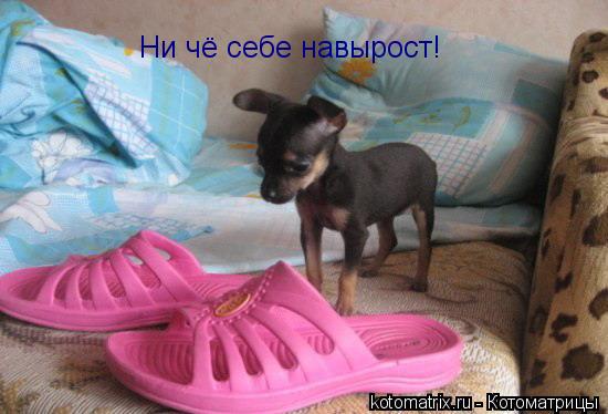 Котоматрица: Ни чё себе навырост!