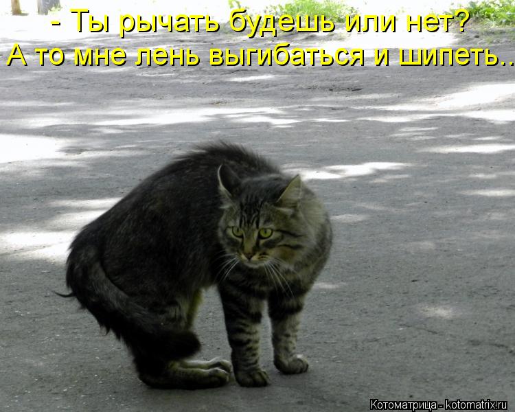 Котоматрица: - Ты рычать будешь или нет? А то мне лень выгибаться и шипеть...