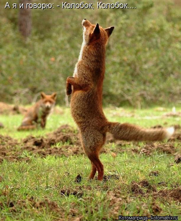 Котоматрица: А я и говорю: - Колобок, Колобок....