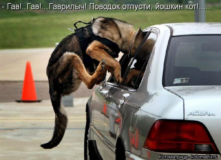 - Гав!..Гав!...Гаврилыч! Поводок отпусти, йошкин кот!........ Котоматрица: - Гав!..Гав!...Гаврилыч! Поводок отпусти, йошкин кот!.....