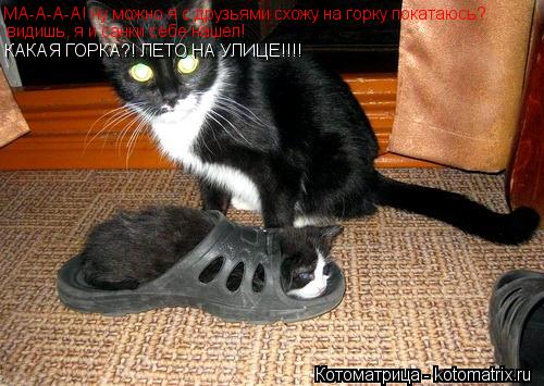 Котоматрица: МА-А-А-А! ну можно я с друзьями схожу на горку покатаюсь?  видишь, я и санки себе нашел! КАКАЯ ГОРКА?! ЛЕТО НА УЛИЦЕ!!!!