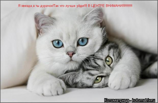 Котоматрица: Я звезда,а ты дурачок!Так что лучше уйди!Я В ЦЕНТРЕ ВНИМАНИЯ!!!!!!!!!!
