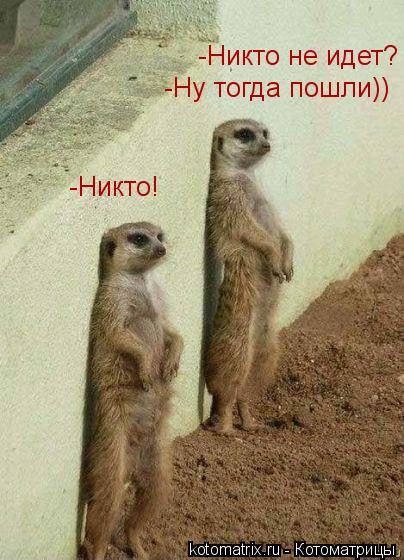 Котоматрица: -Никто не идет? -Никто! -Ну тогда пошли))