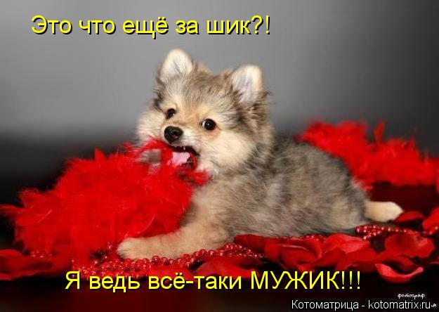 Это что ещё за шик?! Я ведь всё-таки МУЖИК!!!... Котоматрица: Это что ещё за шик?! Я ведь всё-таки МУЖИК!!!