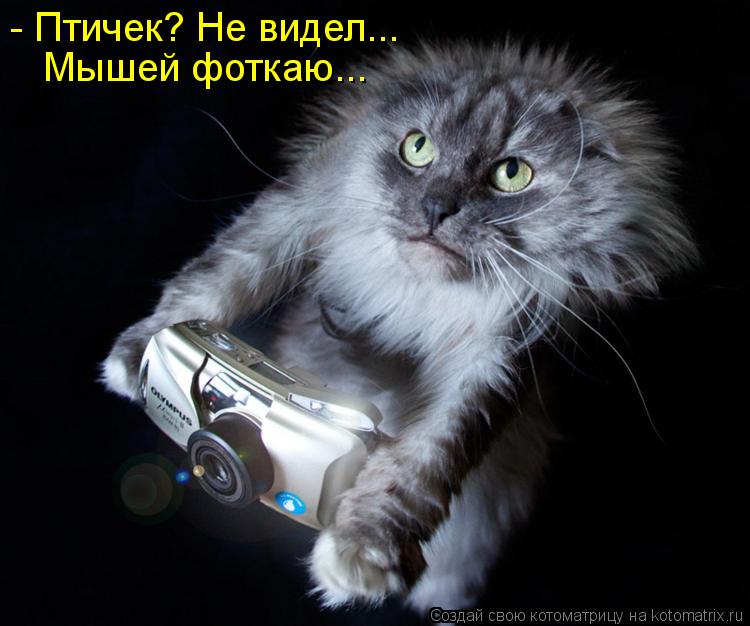 - Птичек? Не видел... Мышей фоткаю...... Котоматрица: - Птичек? Не видел... Мышей фоткаю...
