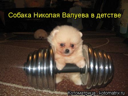 Собака Николая Валуева в детстве... Котоматрица: Собака Николая Валуева в детстве