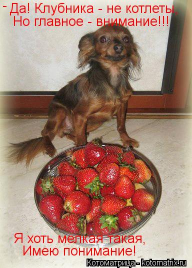 Котоматрица: Да! Клубника - не котлеты, Но главное - внимание!!! Я хоть мелкая такая, Имею понимание! -
